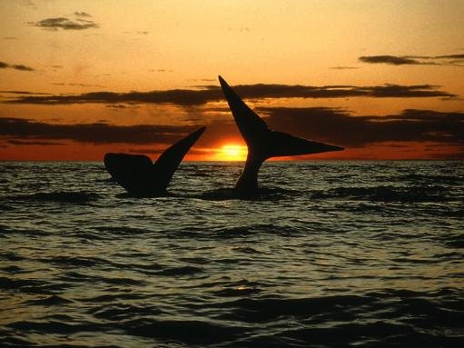 Puerto Madryn Limanı